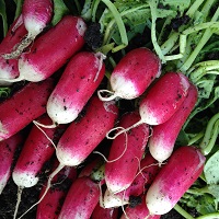 Radish